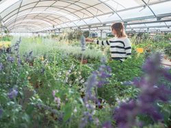Female choosing plants for garden on flower market