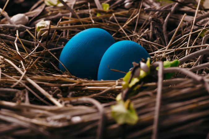 Blue eggs in bird nest