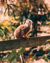 Squirrel monkey on wooden fence