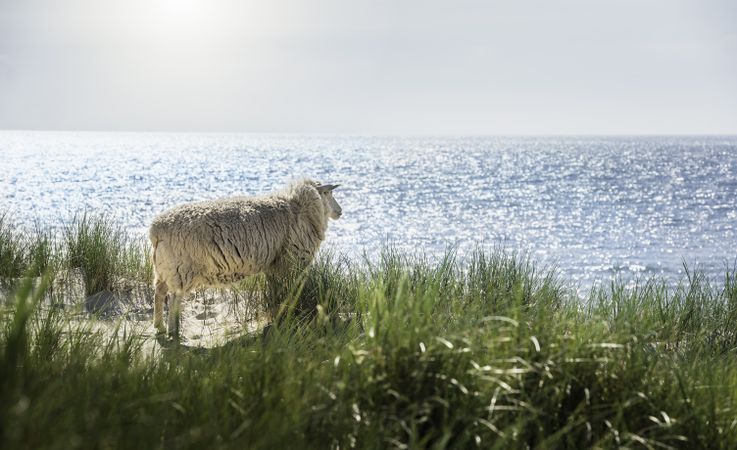 Sheep observing the North Sea water