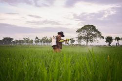 Farmer in Indonesia spraying plants in long grass field