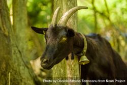 Domestic goat with big horns 4dD9D4