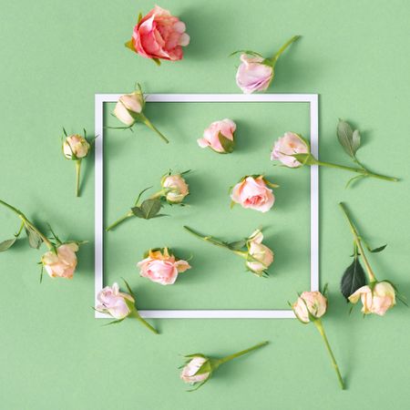 Creative arrangement made with pink roses against pastel green background with paper card frame