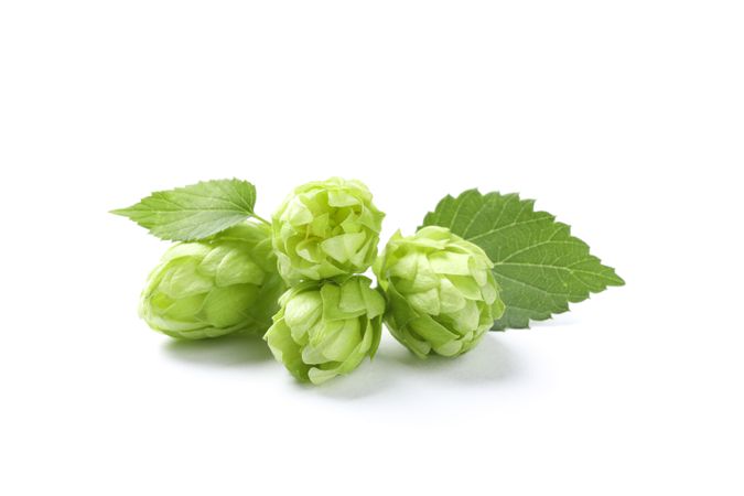 Green fresh hop cones isolated on blank background, close up