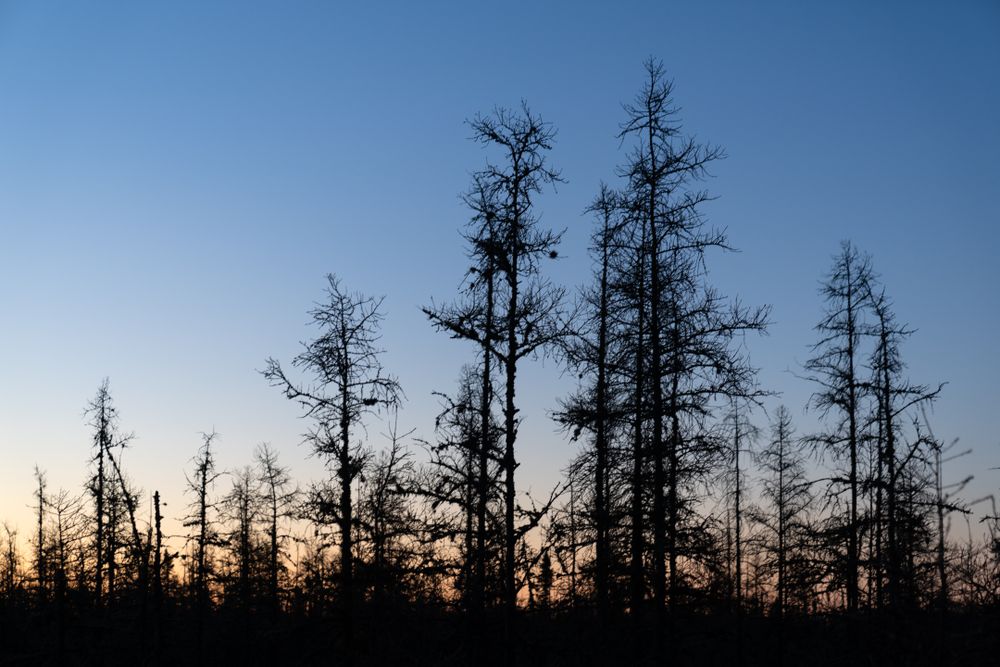 Trees at dusk
