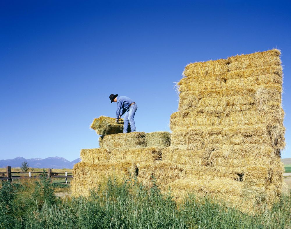 Farmer working loading hay in Western Oregon