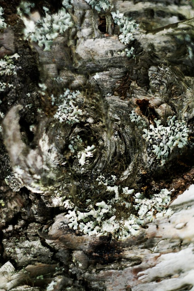 Crust on tree with moss