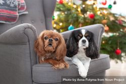 Two cavalier spaniels on grey seat at Christmas time 48lzk4