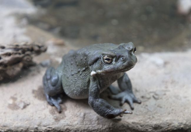 Green-gray toad on rocky ledge