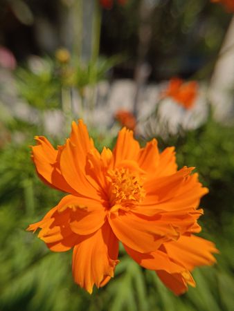 beautiful orange flower background