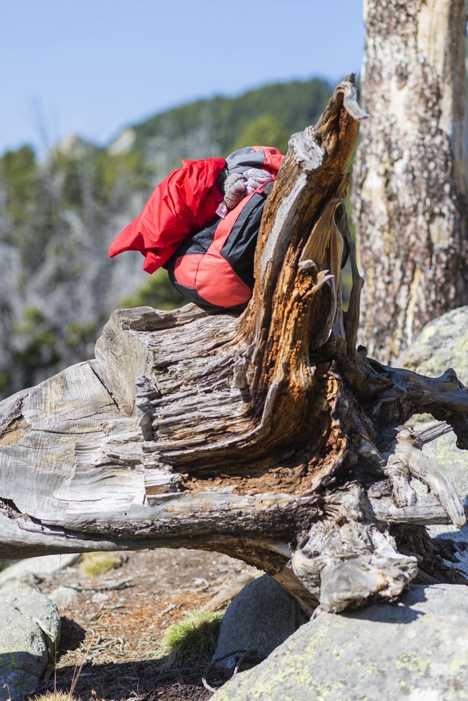 Red backpack on dead tree trunk in forest