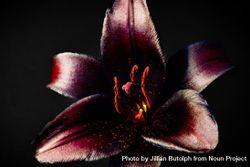 Center of dark lily flower, close up 43ojX4
