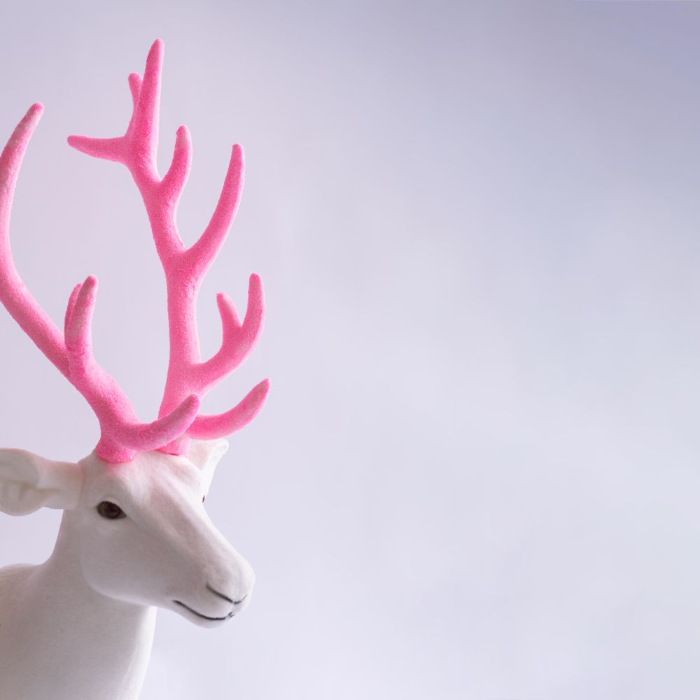 Reindeer with pink antlers