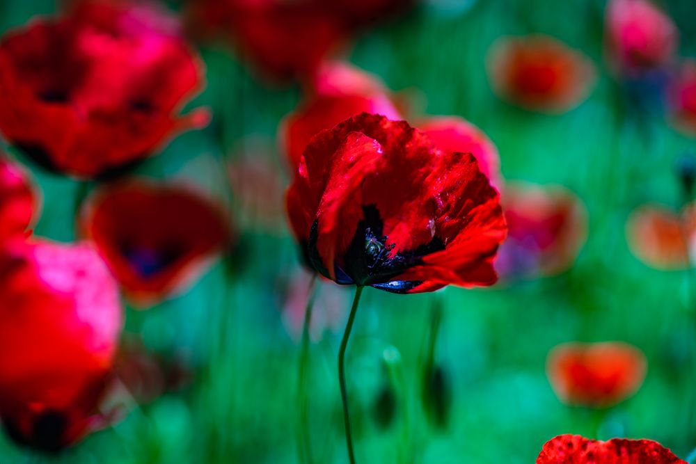 Poppy flowers in a field