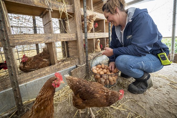 Copake, New York - May 19, 2022: Woman leaning down with basket of eggs in chicken coop