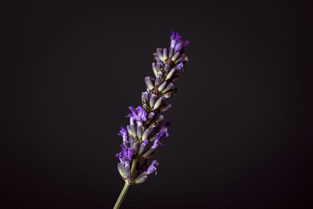 Close up of purple buds
