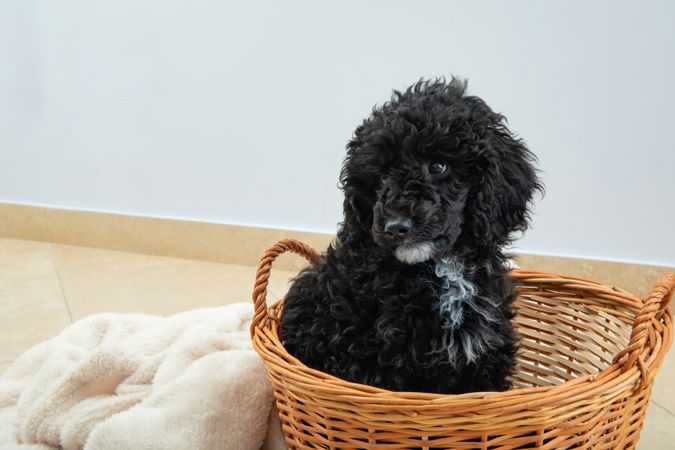 Cute poodle pet at home sitting in weaved basket with blanket