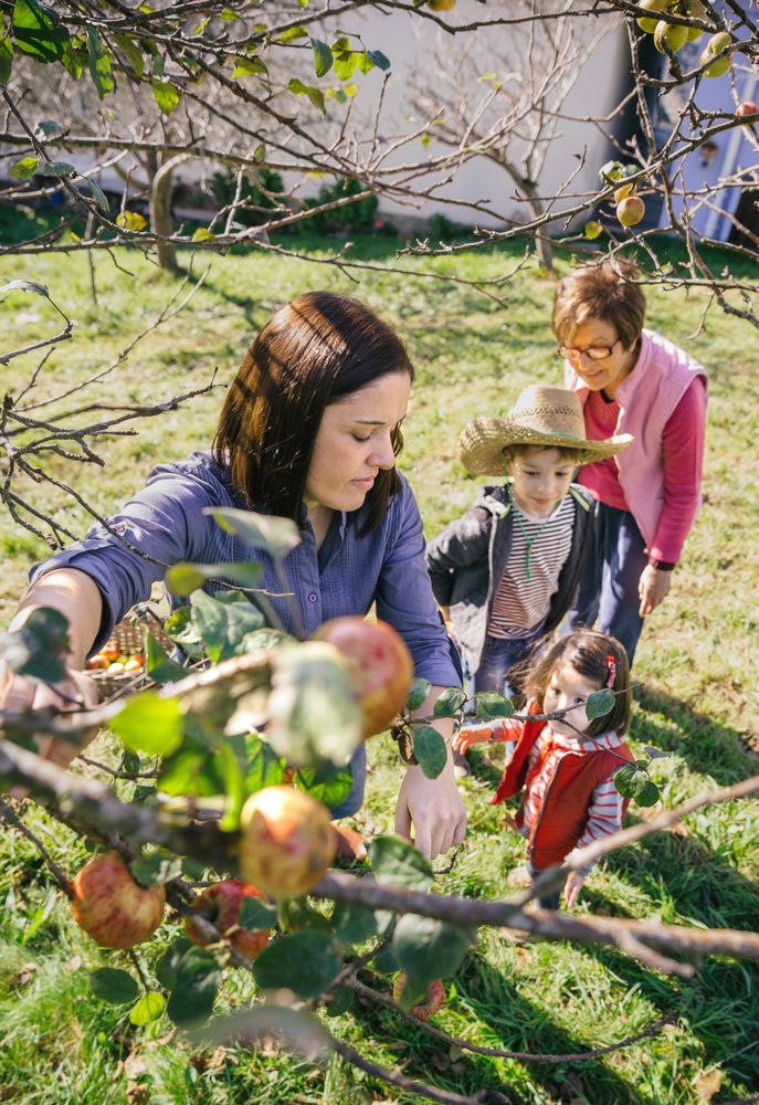 Woman picking apples from tree in a harvest with family