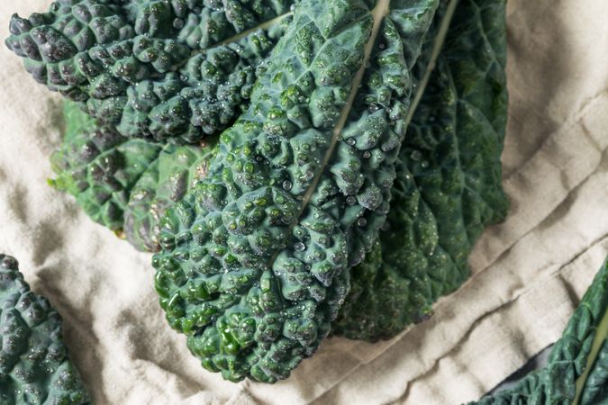 Organic Raw Green Lacinato Dinosaur Kale