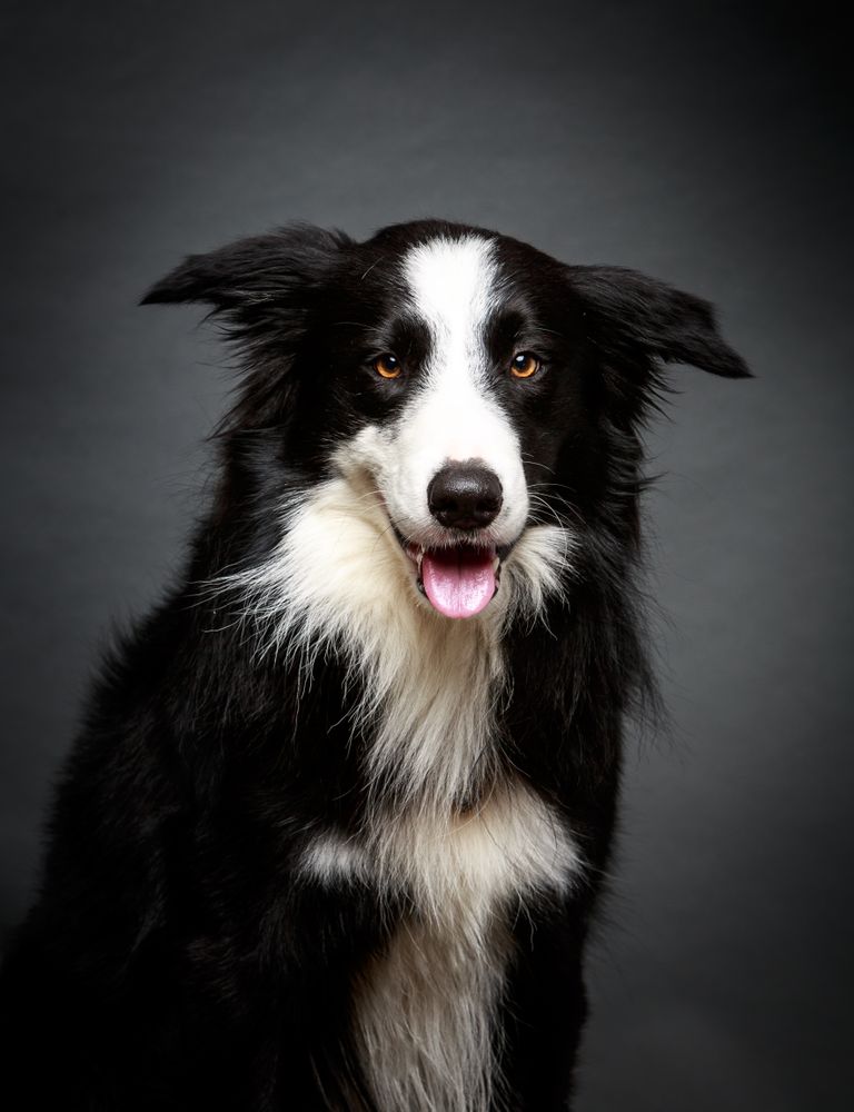 Amazing dog staring at camera