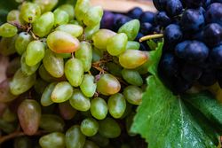 Close up of fresh green & red grapes with leaves