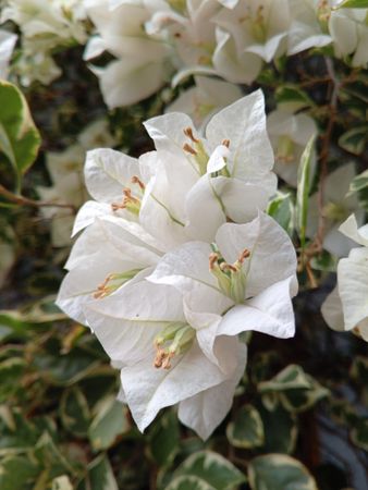 Flowers resembling paper that blooming