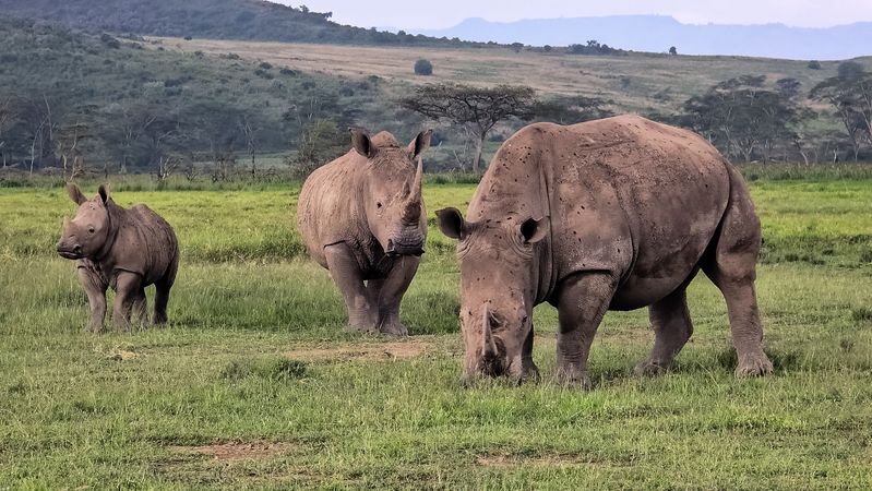 Rhinoceros Family Grazing in Kenya's Savannah