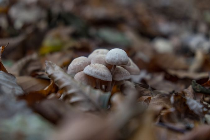 Delicate light mushrooms growing among fall leaves