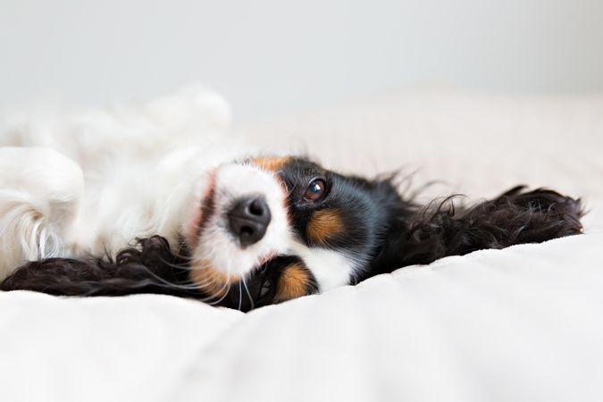 Cavalier spaniel lying in light sheets