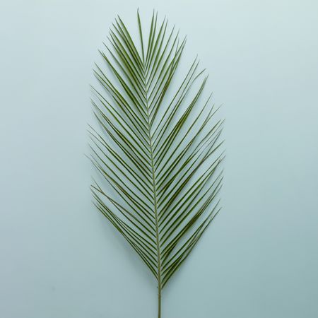 Palm leaf on blue background