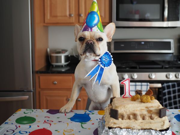 French bulldog celebrating first birthday with cake in kitchen