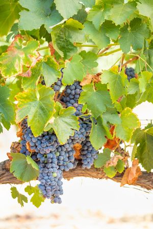 Vineyard with Lush, Ripe Wine Grapes on the Vine Ready for Harvest