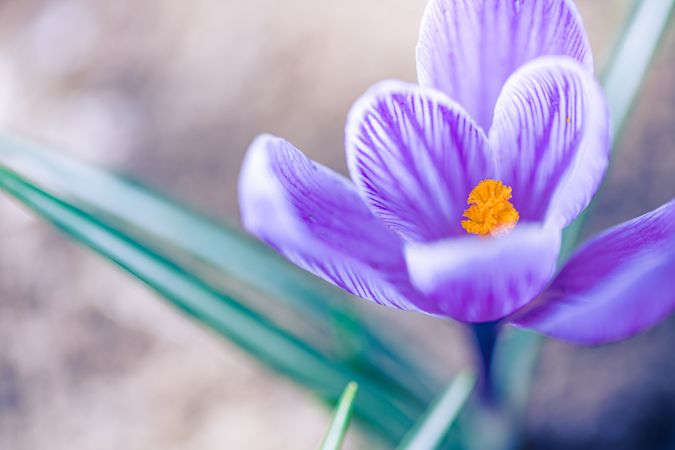 Top view of crocus flower with pollen