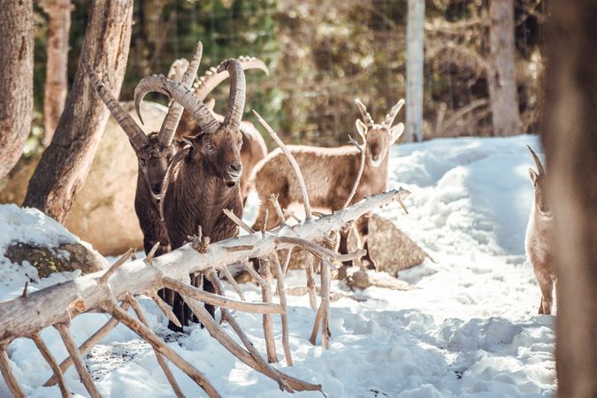 Wild goats pasturing near tree between snow