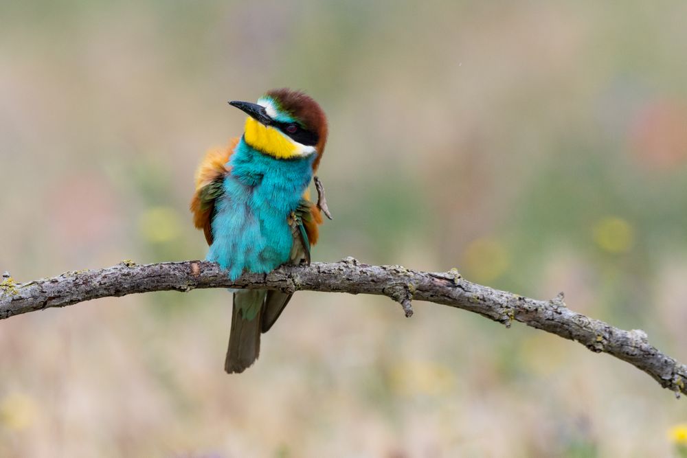 Bird standing on tree branch