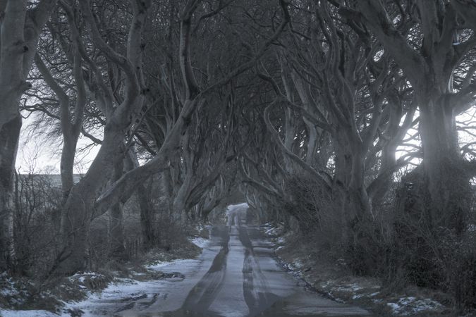 Tunnel of giant beech leafless trees in Ireland