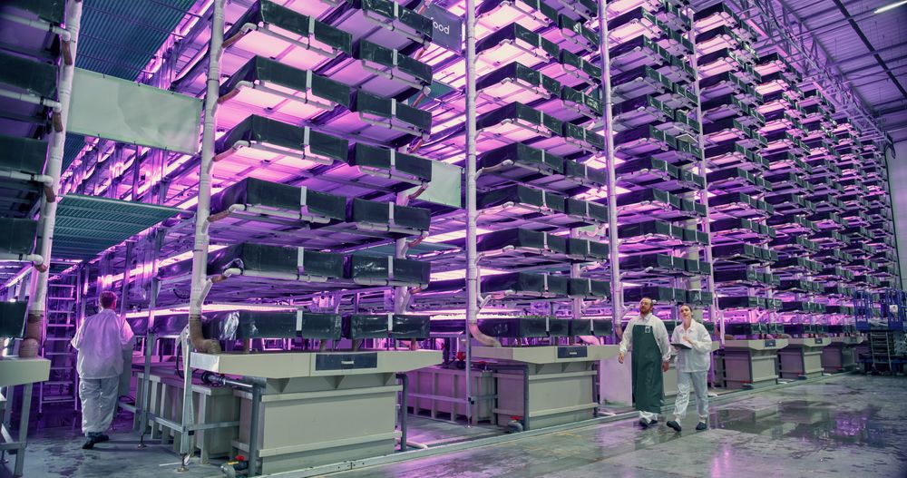 Workers at a Vertical Farm Talking at Work while Walking in a Hall with Plants on a Rack Under Ultraviolet Lights. Employees Growing Sustainable Produce with an Industrial-Scale Hydroponics System.