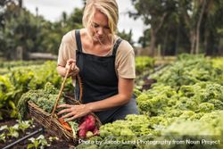 Young female farmer gathering fresh produce into a basket in a vegetable garden beLMp4
