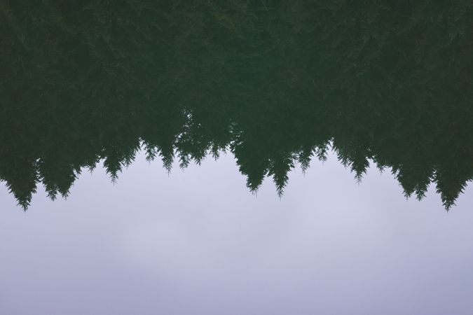 Conifer trees reflection on lake