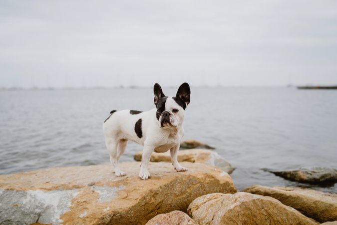 Small dog standing on rocks near sea