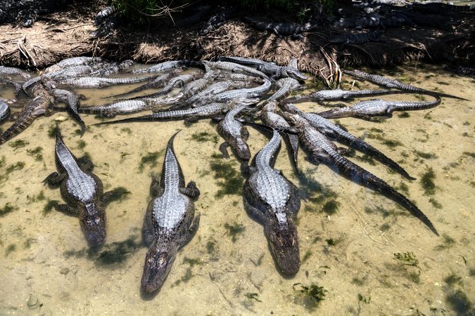Congregation of alligators at Alligator Adventure, North Myrtle Beach, South Carolina