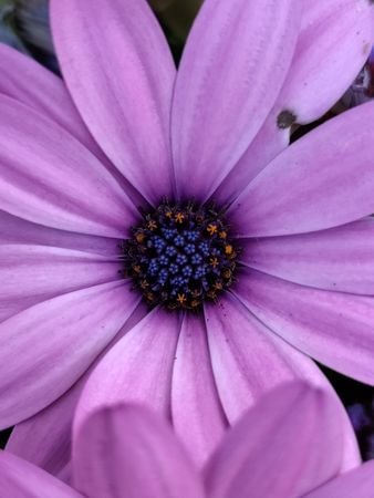 Purple African daisy flower, close up