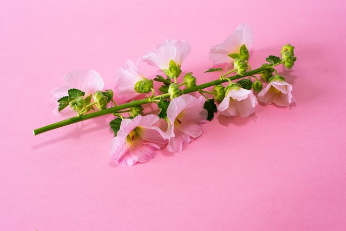 Pink flowers in a pink background