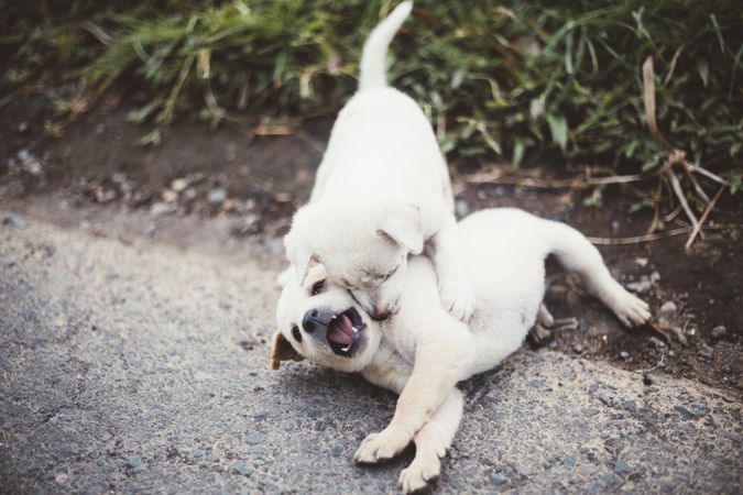 Playful cute puppies on street