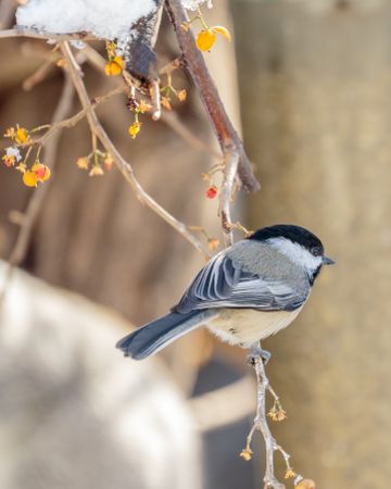 Chickadee on brown tree branch