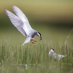 Wild bird with eating in beak on grass