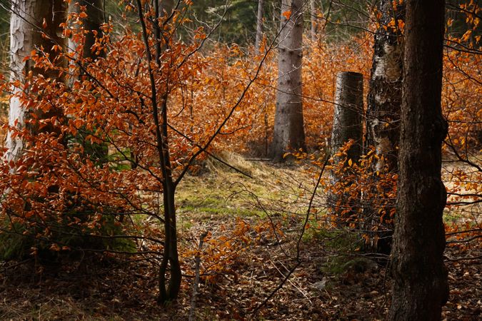 Beautiful golden forest in autumn
