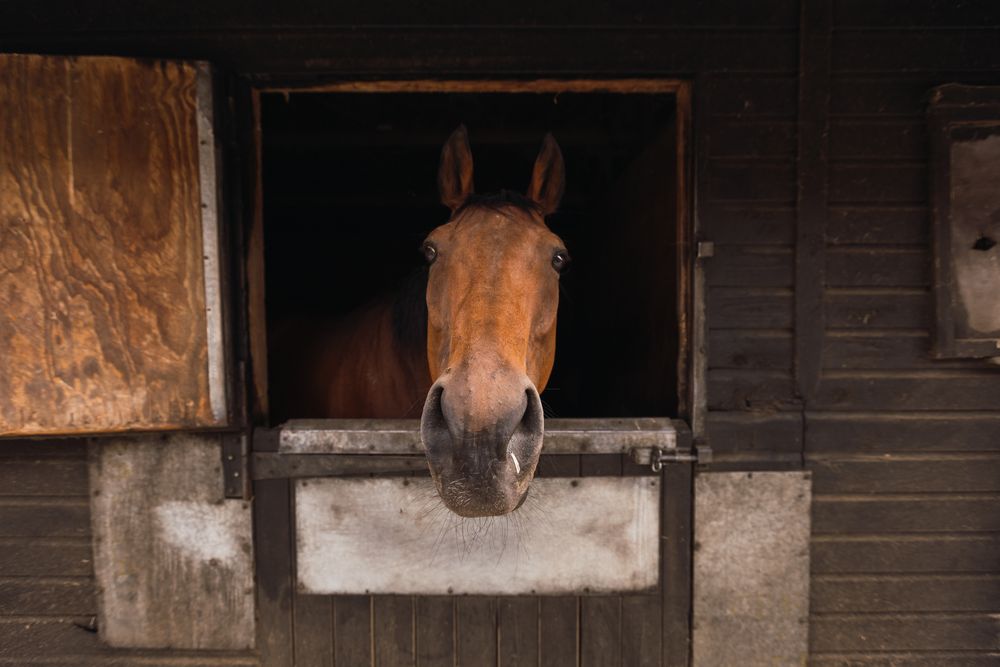 Brown horse in wooden stable