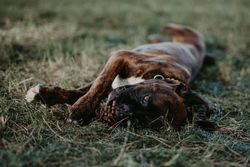 Playful dog laying in grass with cone