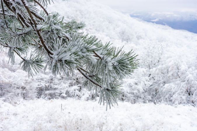 Winter snowy landscape